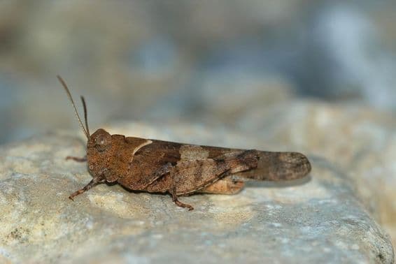 Саранча, отдыхающая на камне.