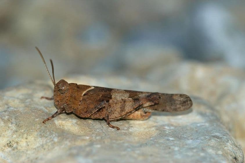 Саранча, отдыхающая на камне.