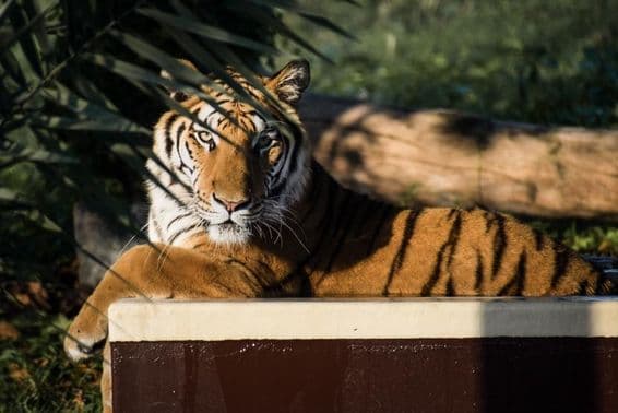 Тигр, лежащий в тени.