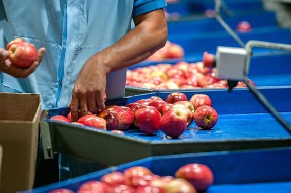 Мужчина сортирует яблоки на заводе упаковки.