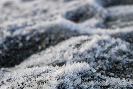 Замерзшая трава, замерзшие дикие цветы.