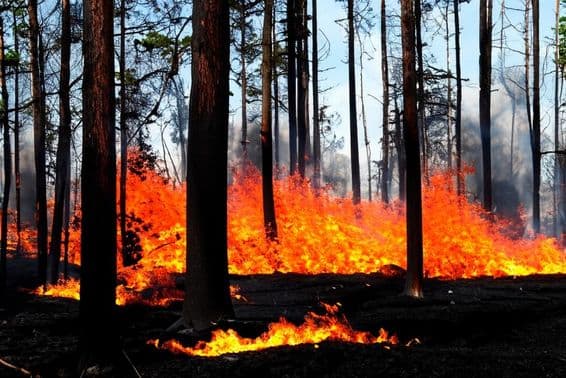 Пожар в Лос-Анджелесе, Малибу, США.