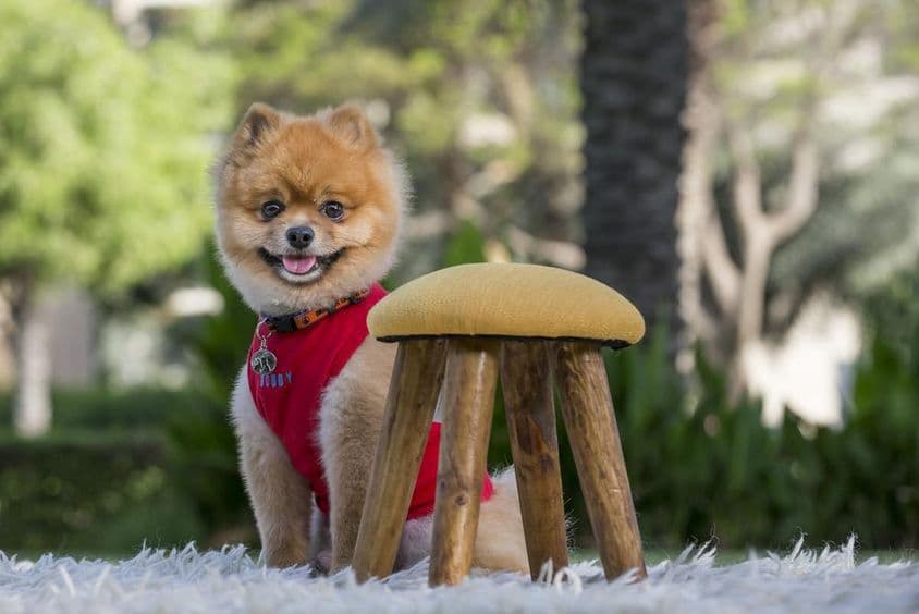 Порода шпиц в красной рубашке.