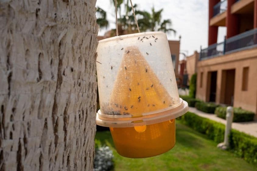 Ловушка для насекомых, таких как комары и мухи.