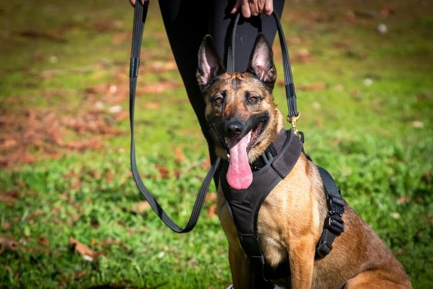 Служебная собака на тренировке.