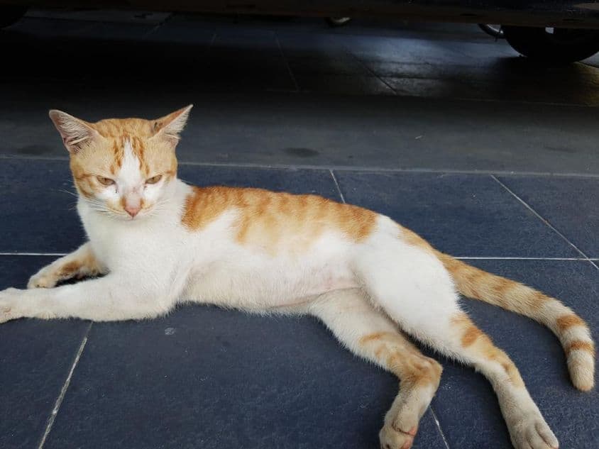 Аравийский Мау, порода домашней кошки