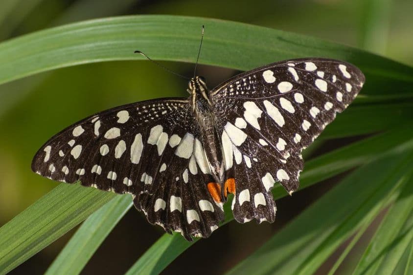 Шашечный парусник на красном цветке (Papilio demoleus) в Абу-Даби.