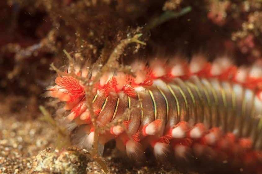 Морской червь-огневик в воде.