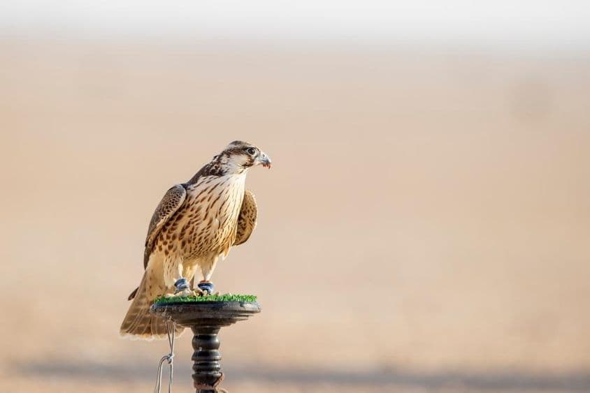 Сокол во время тренировки в пустыне Месайид, Катар.