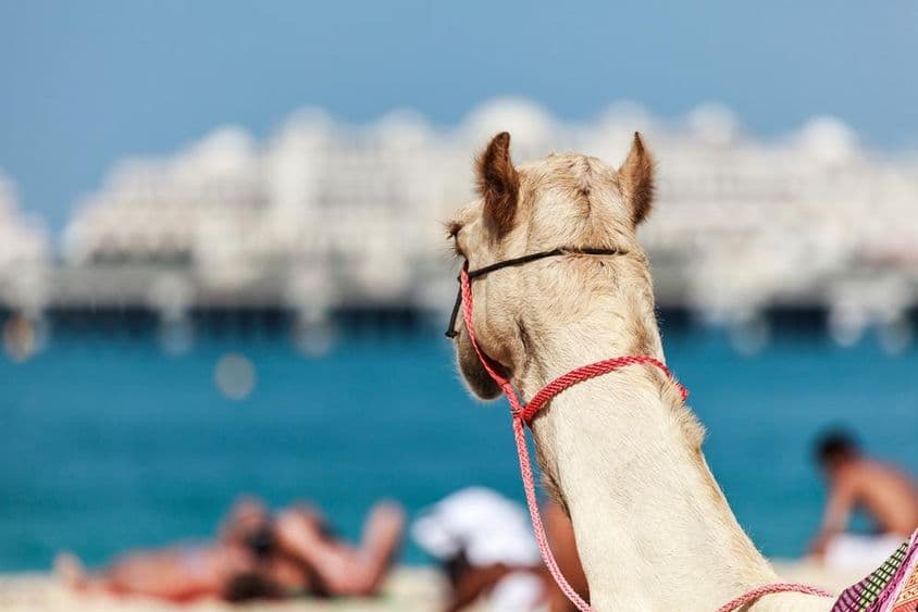 Катание на верблюдах очень популярно зимой и в холодную погоду в Дубае.