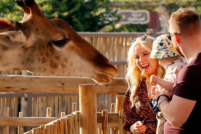 Семья наслаждается кормлением жирафов в Дубайском Сафари-Парке.