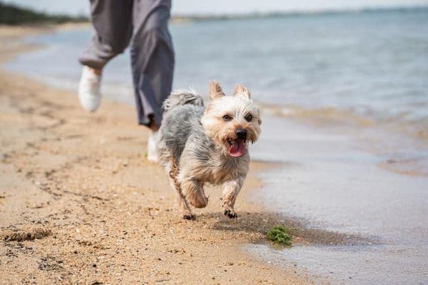 Человек гуляет с собакой на пляже.