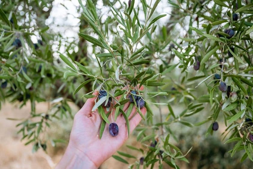 Рука, держащая синюю оливу на оливковом дереве.