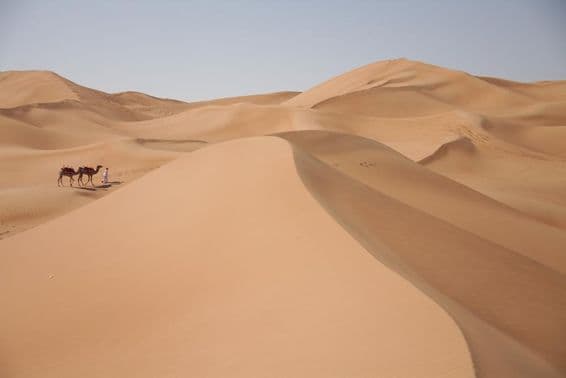 Верблюды в пустыне в Дубае.