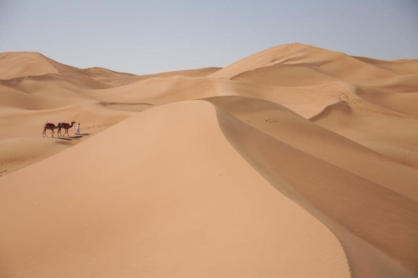 Верблюды в пустыне в Дубае.