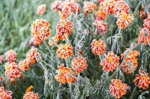 Белый иней покрывает яркие оранжевые бархатцы.