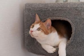 Кошка отдыхает на котячьей башне.