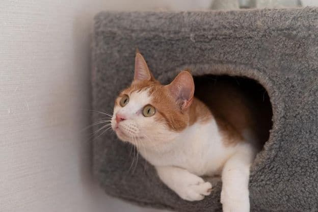 Кошка отдыхает на котячьей башне.