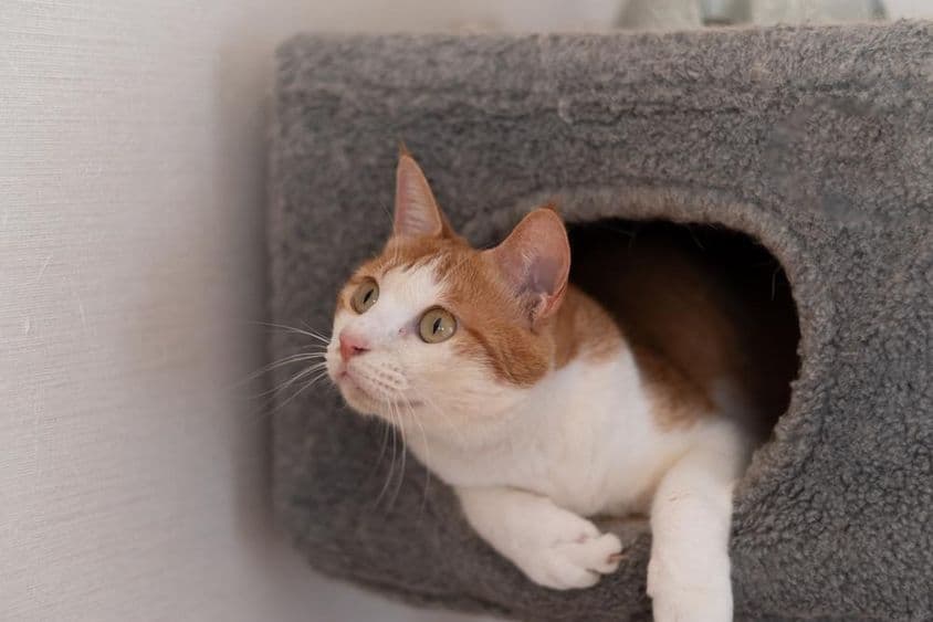 Кошка отдыхает на котячьей башне.