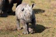 Новорожденный белый носорог